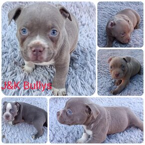 J&K bullys "ponúkame na predaj American bully pocket - 10