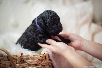 Curly Coated Retriever s PP - 10