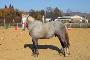 Predám ťažného koňa - Percheron - 10