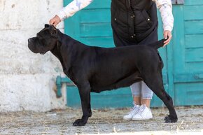 Cane corso s PP / FCI / E'NATA UNA STELLA - 10