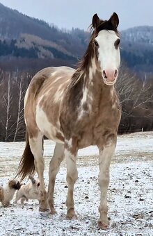 APH APHA PAINT HORSE ŽREBEC pripúšťanie - 10