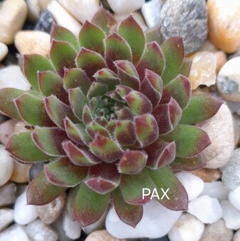 Skalné ruže - sempervivum - 10