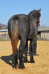 Predám koňa - žrebec Percheron - 10