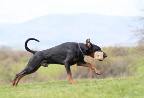 DOBERMAN štěňata s PP (CZ) - 10