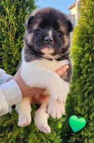 Americká akita (American akita) - 10