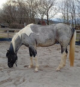 APH APHA PAINT HORSE ŽREBEC pripúšťanie - 10