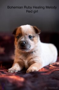 ACD Austrálsky dobytkársky pes CATTLE DOG - 10