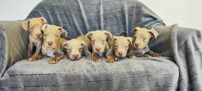 Americký pitbulterier pitbull pit bull silverfawn lilac rare - 10