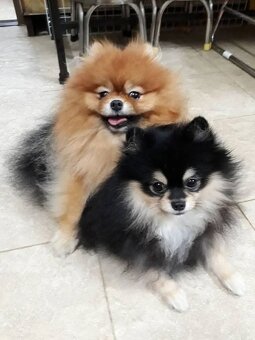 Pomeranian mini Boo - 10