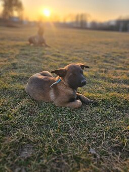 Belgický ovčiak Malinois s PP VOĽNÝ PSÍK - 10