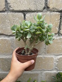 Tučnolist crassula - 10