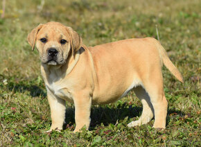 BOERBOEL BALLOTADA -búrský buldok - jihoafrický boerboel - 10