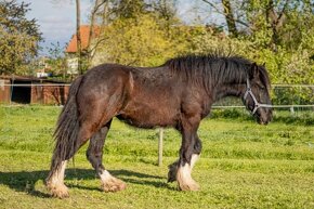 Shire horse klisna - 10