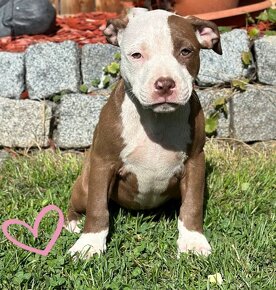 American bully Classic / Standard k odběru - 10