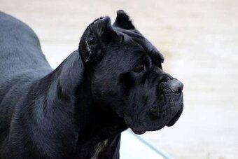 Cane corso 2-psíkovia s PP - 10