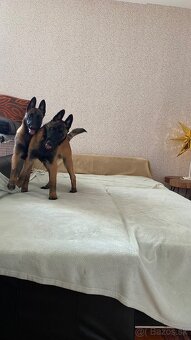 Belgický ovčák Malinois - 10