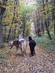 Welsh Pony D valach - 10