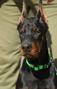 DOBERMAN ŠTENIATKA S FCI P.P - 10