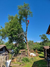 Výrub stromov / Arboristické práce - 10