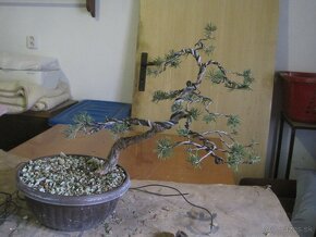 bonsai,bonsaj-BOROVICA - 10