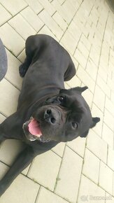 Cane corso steniatka - 10