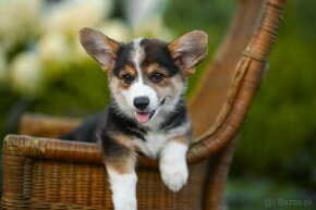 na predaj šteniatka welsh corgi pembroke - 10