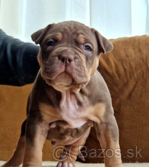 American bully xl - 10