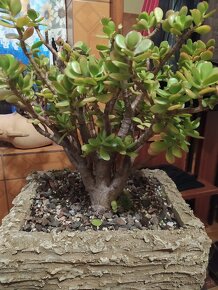 ♦♦ BONSAI -fikus ♦♦.... - 10