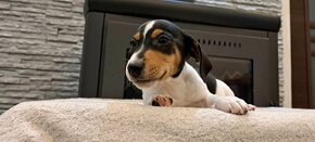 Jack Russell terier - 10