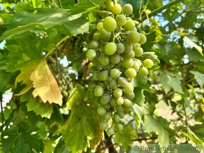 Ovocný sad s vinohradom v chatovej oblasti vo Svätom Petre - 10
