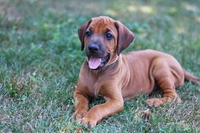 CHS Malumiwanga Rhodesian Ridgeback - 10