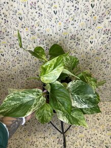 Epipremnum Marble QUEEN - 10