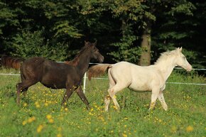 Fewspot Appaloosa colt - 11