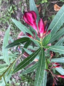 Predám OLEANDRE..OLEANDER - 11