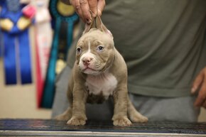 AMERICAN BULLY - 11