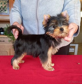 YORKSHIRE TERRIER  s PP - 11