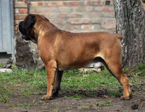 búrský buldok- boerboel-feny-garance zdravých kloubů - 11