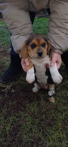 Šteniatka beagle - 11