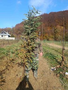 Paulownia-Agát turbo Obelisk - 11