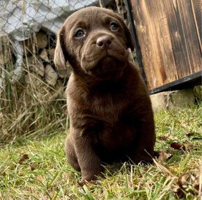 Čistokrevná štěňata labrador ihned hňědé kluky - 11