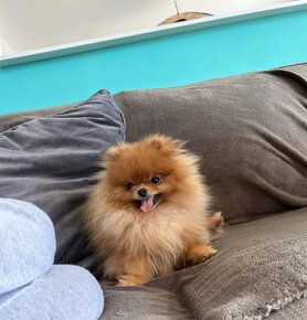 Pomeranian mini Boo - 11