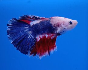 Bojovnice- Betta splendens - 11