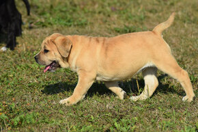 BOERBOEL BALLOTADA -búrský buldok - jihoafrický boerboel - 11