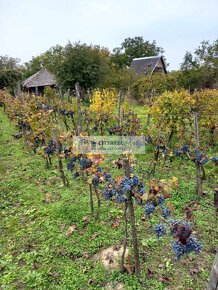 Predám  domček s vinicou a ornou pôdou  Mužla - 11