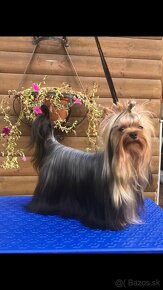 Yorkshire terrier s PP - 11