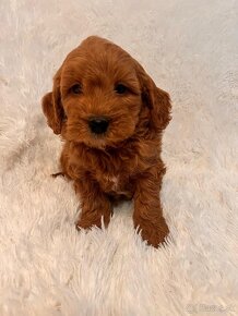 Goldendoodle mini - 11