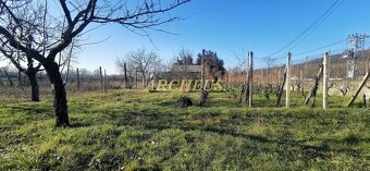 PREDAJ RODINNÝ DOM S VINICOU A VÍNNOU PIVNICOU, VINIČKY - 11