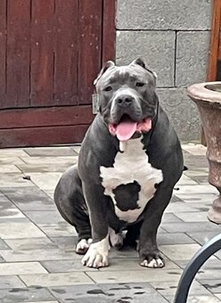 American Bully XL - 11