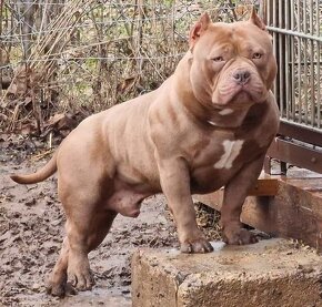 American Bully pekna fenka vnučka GR.CH.Grimm - 11