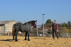 Predám koňa - žrebec Percheron - 11